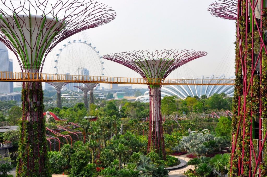 photo of the "super trees" in Singapore