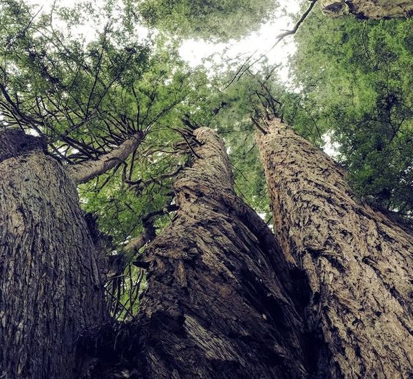 Dustin’s Internet Community Road Trip: In the Bay Area, What Redwoods Can Teach Us About the Internet Thumbnail