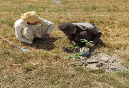 Deux hommes plantant un arbre