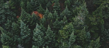 pine forest trees from above