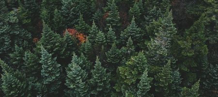 Les arbres de la forêt vus d'en haut