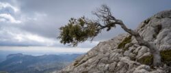 Photo of a lone tree, bent to the wind, growing on a large rock.