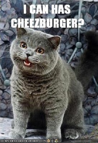 Blue cat meowing with inscription I can has cheezburger