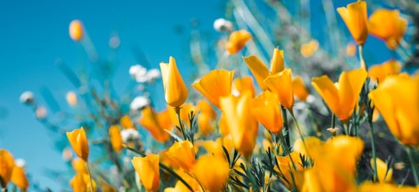 California poppies blooming in a field - vibrant orange flowers in a sunny meadow.