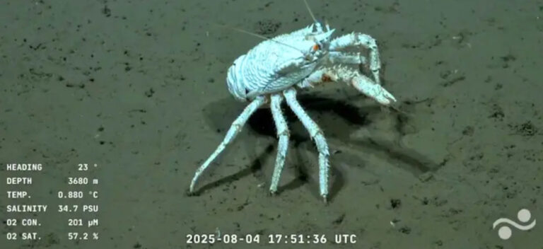 A white crustacean on the sand underwater